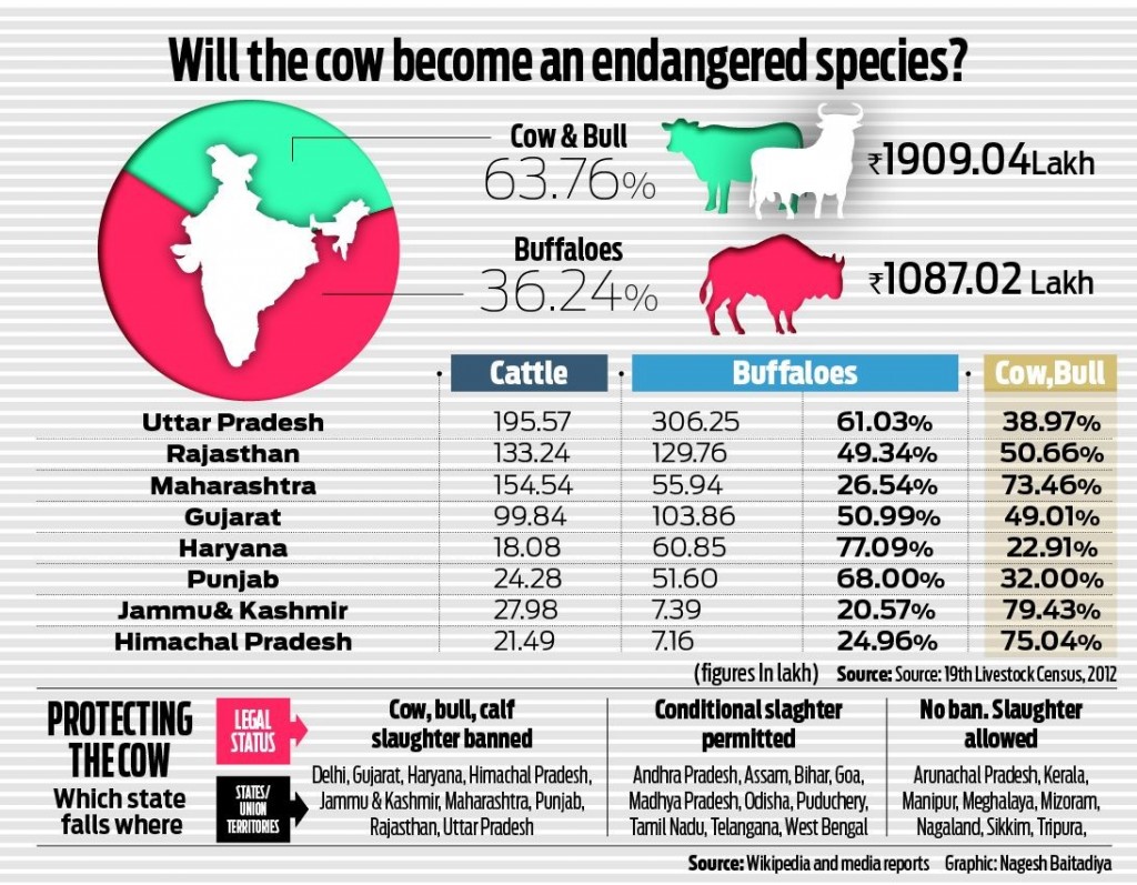 Holy cow in India