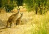 Australia and India