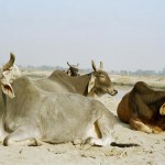 Who killed the holy cow? Cows in India