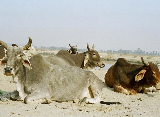 Cows in India