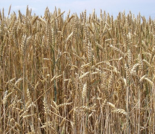 New way to reverse fertilizer subsidy & imports Farmers in India