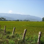 Rice fields of India