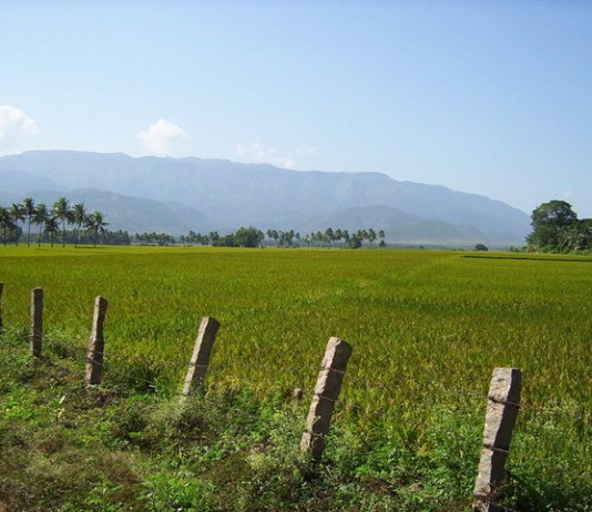 Sow as much as you want to reap Rice fields of India