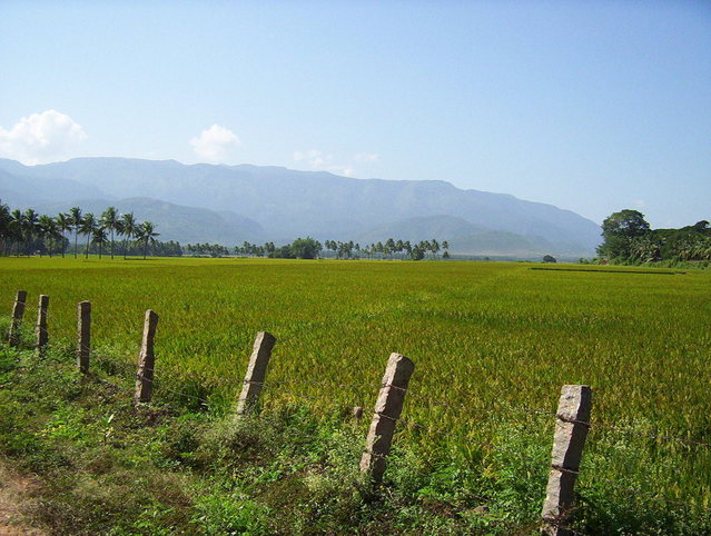 Rice fields of India