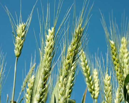 farmlands of India