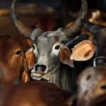 The cow-belt may not be a place for cows much longer