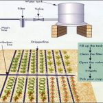 jharkhand-drip-irrigation-using-gravity.schema