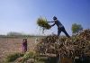 Maharashtra’s farmer strike – II: Exploitation takes several forms – sugarcane, water and power misuse are just three of them