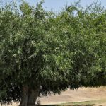 How GNFC is reviving the glory of neem
