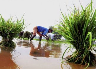 India’s farms report income greater than our GDP! Target them in the war on black money