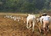 Union Budget 2019: Will Finance Minister Nirmala Sitharaman be able to salvage the agriculture sector?