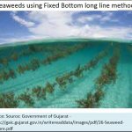 2018-06-12_seaweed-fixed-bottom-long-line