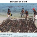 2018-06-12_seaweed-raft