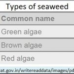 2018-06-12_seaweed-types