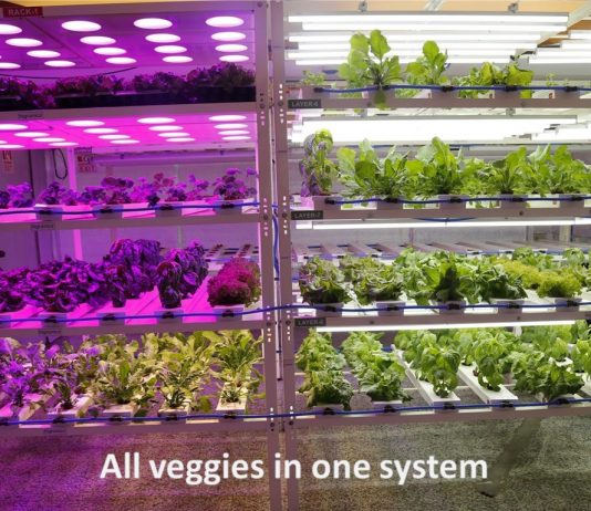 Hydroponics and the revolution in farming