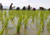 Nothing is quiet on the farm loan waiver front
