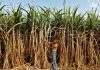 Ethanol as alternative fuel: Why the idea is bad and will worsen the plight of sugarcane farmers