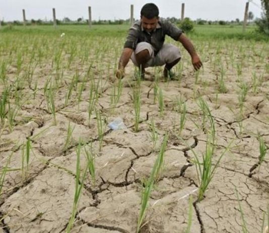 Govt plans to incentivise contract farming: Centre should encourage large firms to be part of plan; decision will bring transparency of purchases and sales