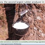 2019-03-10_08_Tripura-rubber