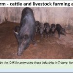 2019-03-10_09_Tripura-Livestock-farming