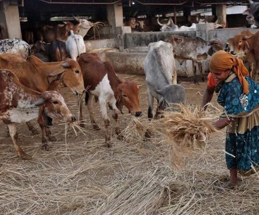 Amid coronavirus, a fresh crisis brews in the Indian milk industry