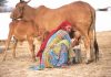 Budget 2021 has a warped view of India’s agri-economy and animal husbandry
