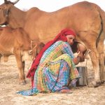 Budget 2021 has a warped view of India’s agri-economy and animal husbandry