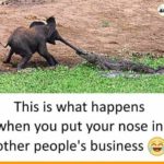 Poking one’s nose into another’s business isn’t a good idea