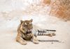 chained tiger
