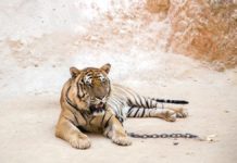 chained tiger