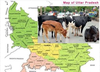 UP’s cows and their unintended consequences