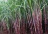 Maharashtra has a fatal obsession for sugarcane